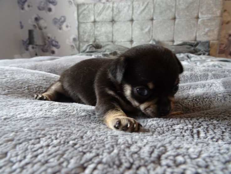 Lovable and cuddly Chihuahua puppies are