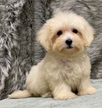 Friendly Maltipoo Puppies 