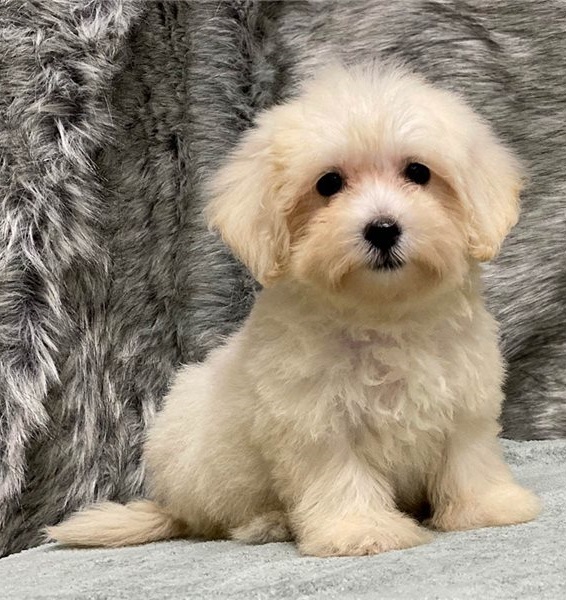 Friendly Maltipoo Puppies 