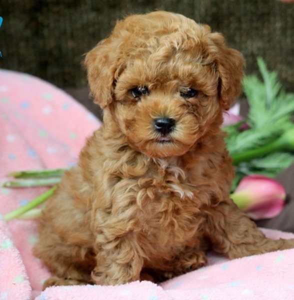 Friendly Maltipoo Puppies 