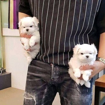 Cute Maltese puppies 