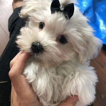 Beautiful Maltese 