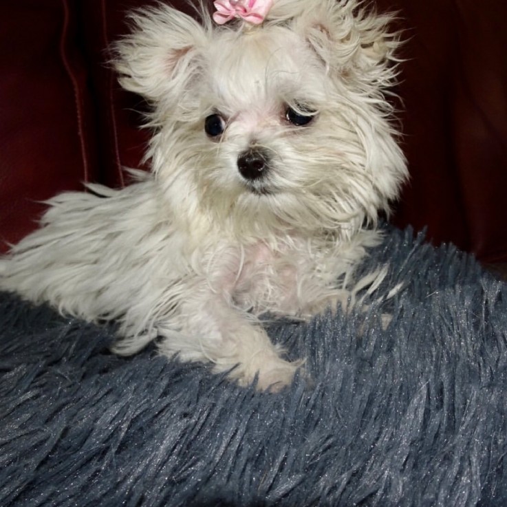 Gorgeous Maltese puppies