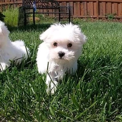 2 females Maltese puppies