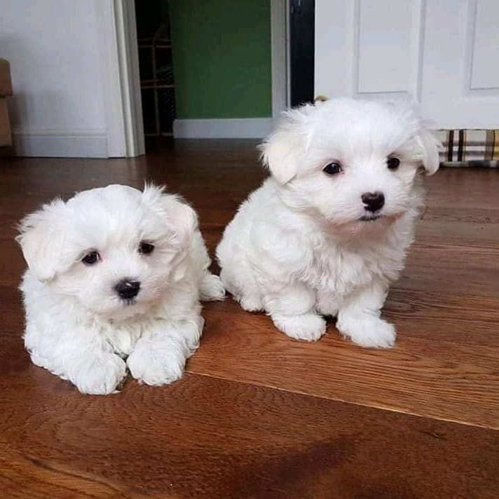 2 females Maltese puppies