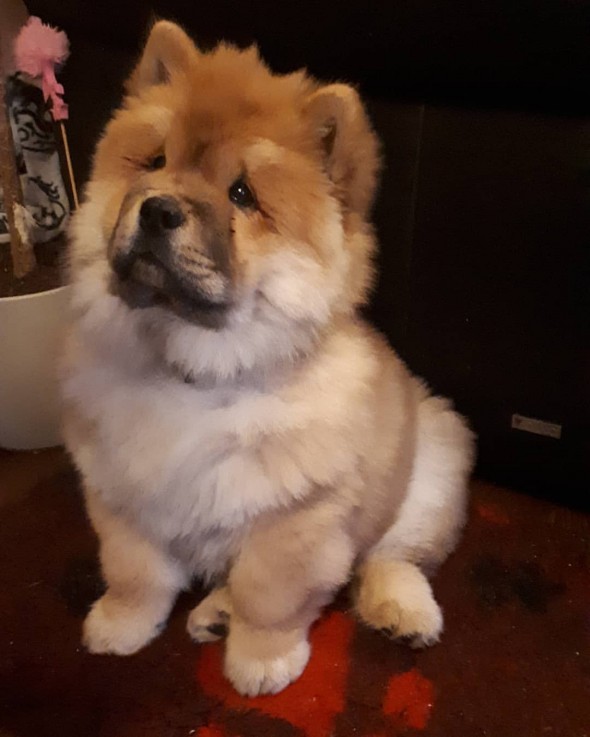 Cute chow puppie