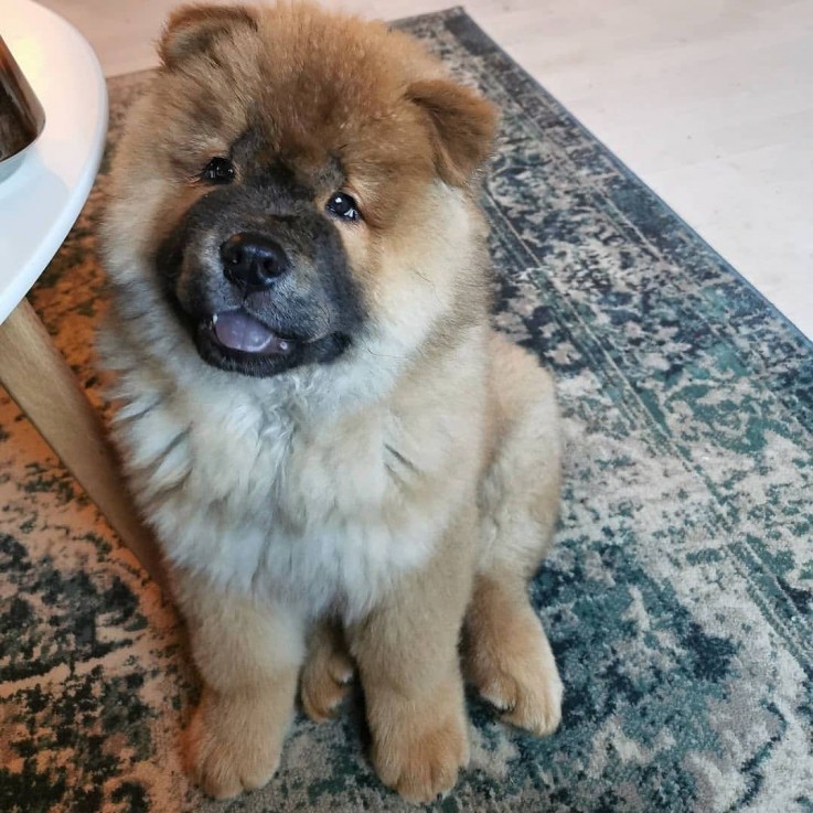 Cute chow puppie