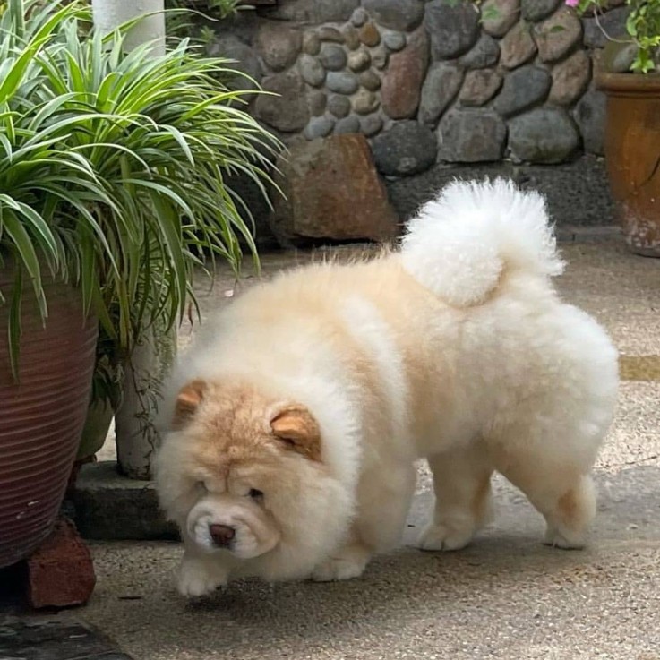 Beautiful Chow puppies