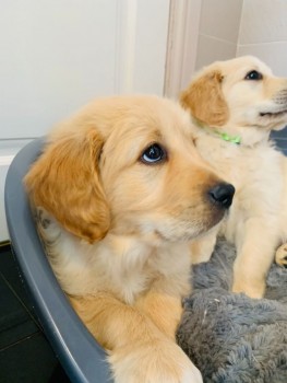 Registered Golden Retriever Puppies