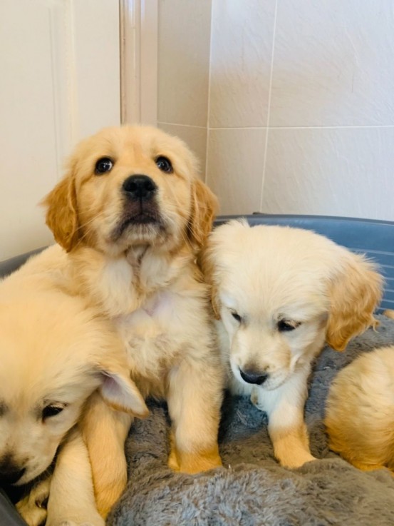 Registered Golden Retriever Puppies