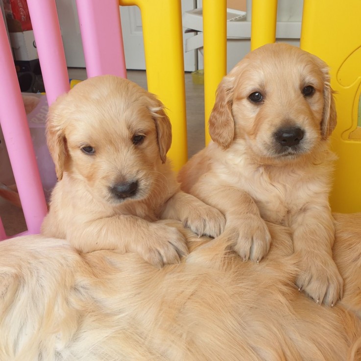 Registered Golden Retriever Puppies