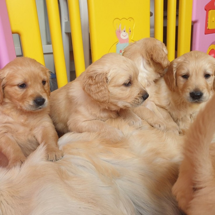 Registered Golden Retriever Puppies