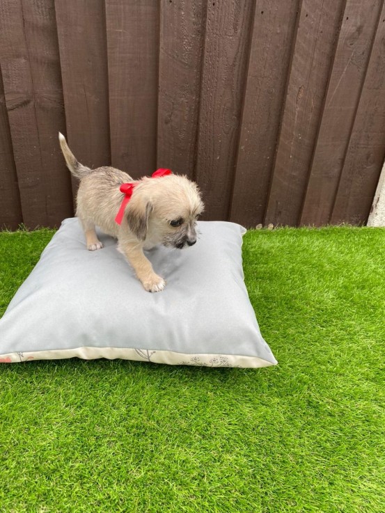 Two Top Class Maltese Puppies Available 