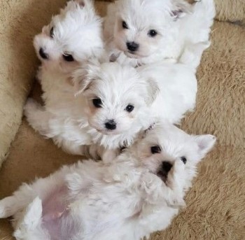 CUTE MALTESE PUPPIES AVAILABLE