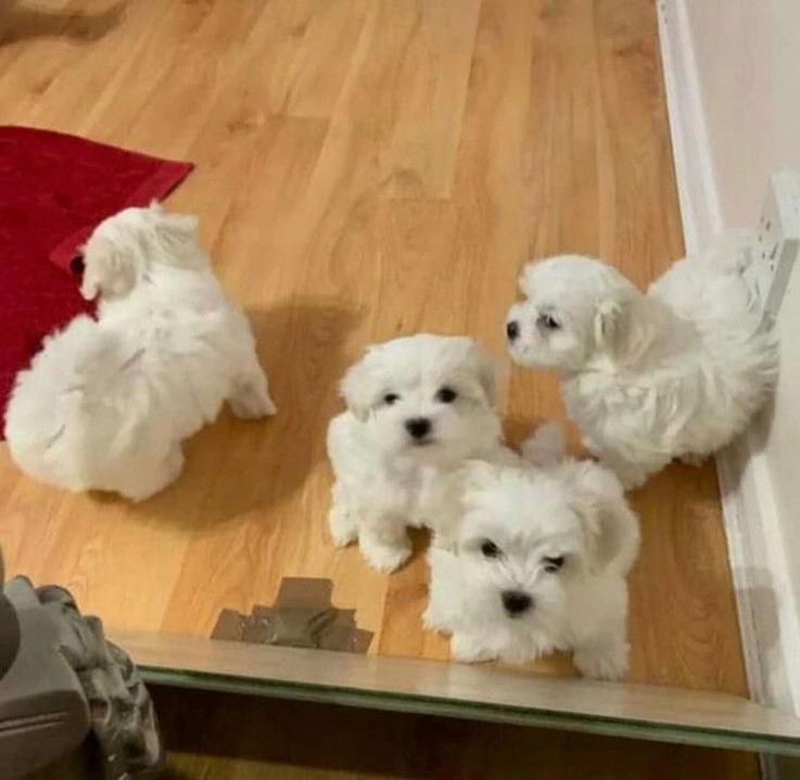 CUTE MALTESE PUPPIES AVAILABLE