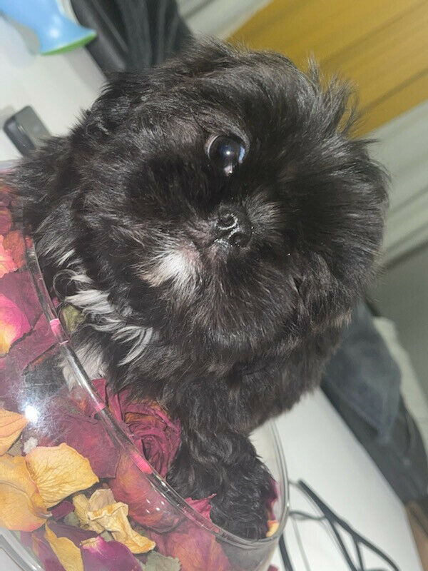 Shih Tzu for sale