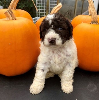 Lagotto Romagnolo Puppies