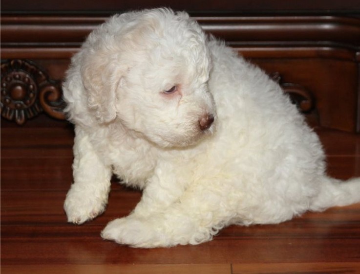 Lagotto Romagnolo Puppies