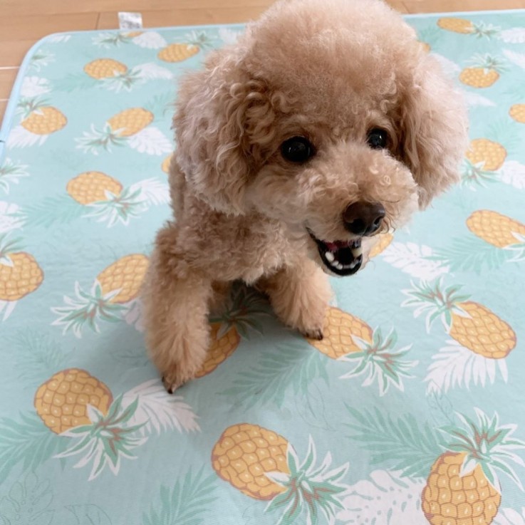 Poodle, Toy Puppies