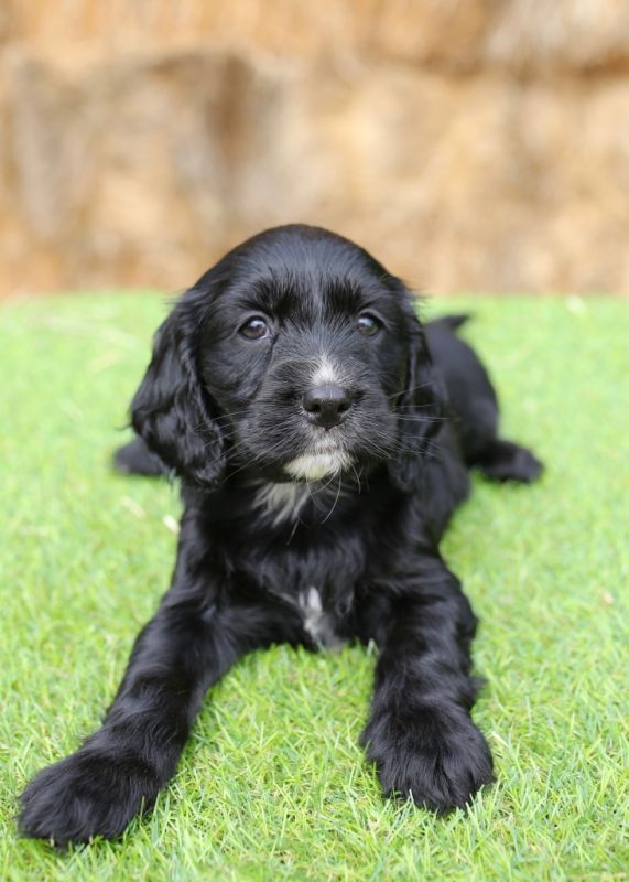 Spoodle Puppies