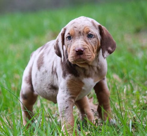  Catahoula Leopard Puppies