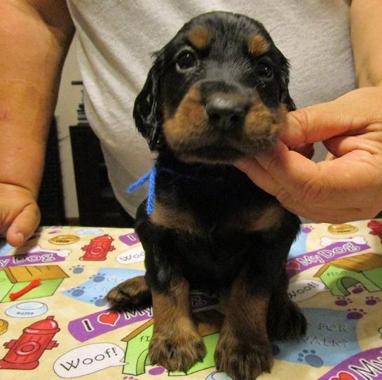 Gordon Setter Puppies 