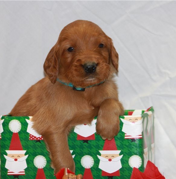 Golden Irish Puppies