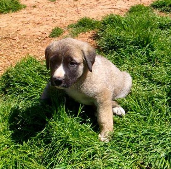 Anatolian Shepherd Puppies