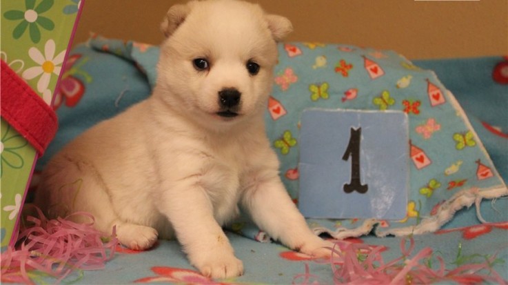  Alaskan Klee Kai Puppies