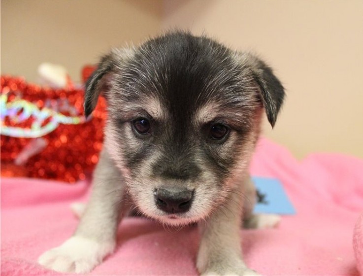  Alaskan Klee Kai Puppies