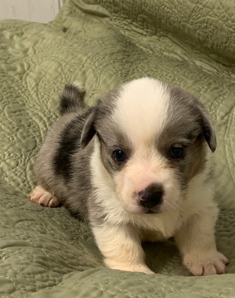 Registered Corgi Puppy 