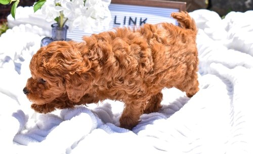 Adorable Cavapoo Puppies