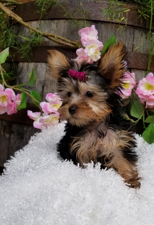 Yorkie Puppies