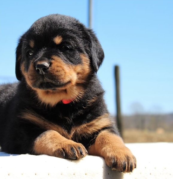 Registered Rottweiler Puppies