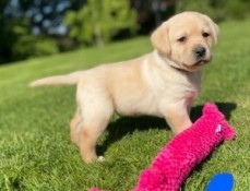 Labrador Retriever Puppies