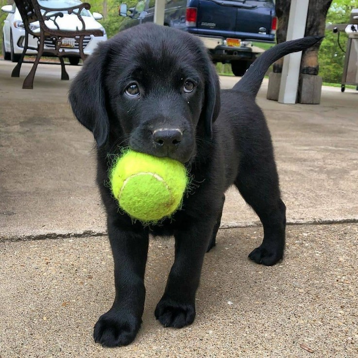 Labrador Retriever Puppies