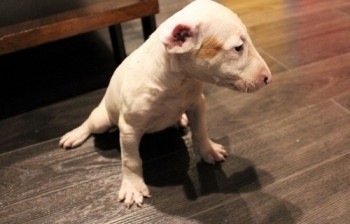  Bull terrier Puppies Ready 