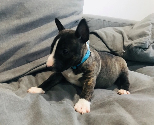  Bull terrier Puppies Ready 