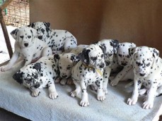 Healthy And Playful Dalmatian Puppies 