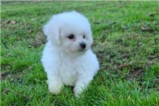 Healthy Bichon Frise Puppies