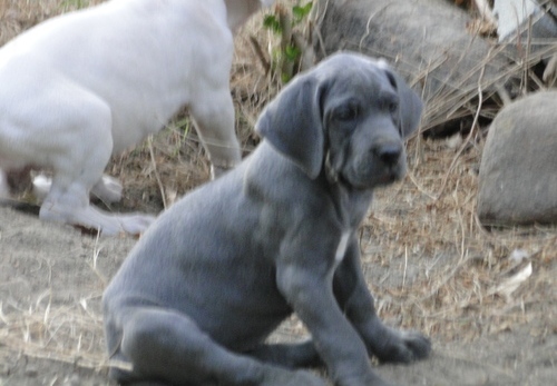 Great dane puppies