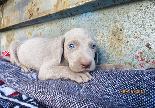 Weimaraner Puppies