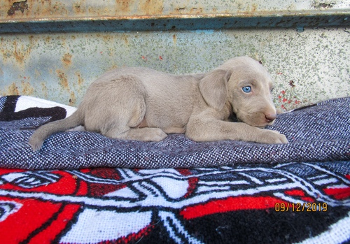 Weimaraner Puppies