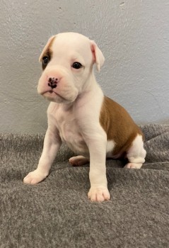 Boxer Puppy