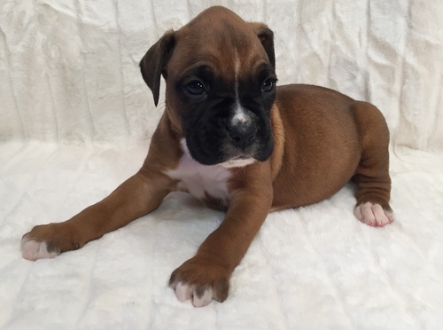 Boxer Puppy