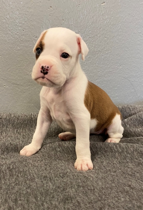 Boxer Puppy