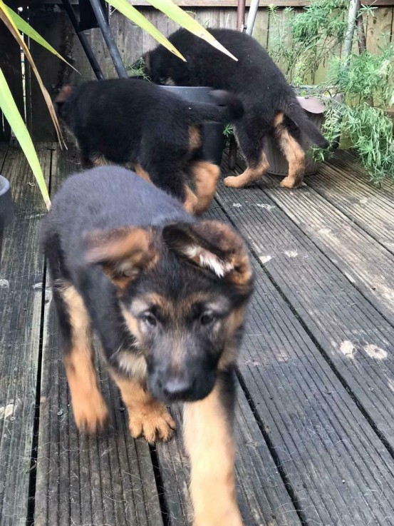 German shepherd puppies