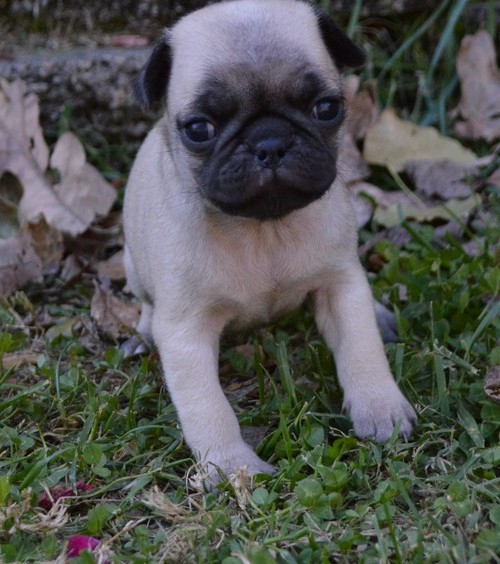 Pug puppies Ready