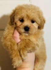 Stunning Maltipoo Puppies