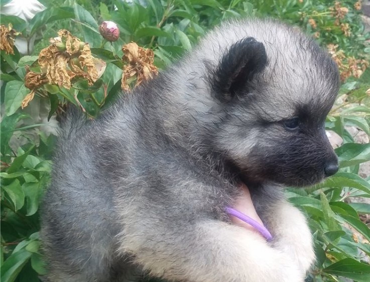 Keeshond Puppies